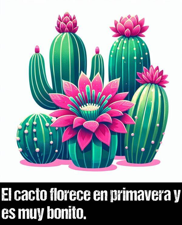 florece: El cacto florece en primavera y es muy bonito.