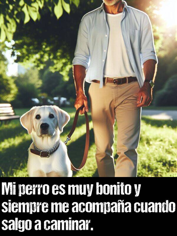 caminar: Mi perro es muy bonito y siempre me acompaa cuando salgo a caminar.