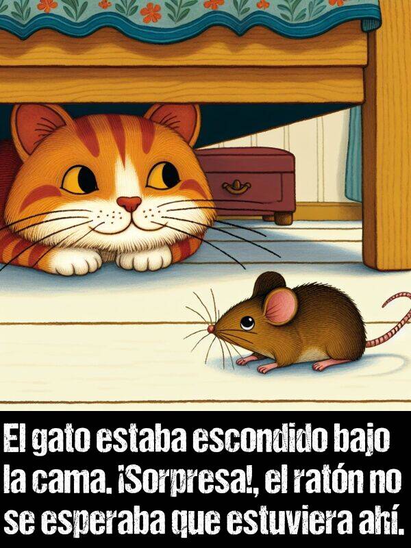 escondido: El gato estaba escondido bajo la cama. Sorpresa!, el ratn no se esperaba que estuviera ah.