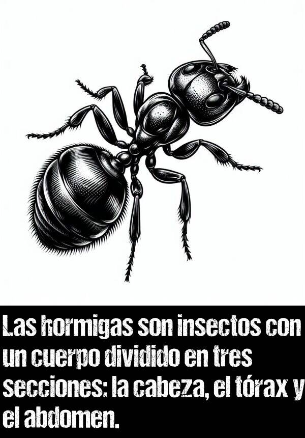 abdomen: Las hormigas son insectos con un cuerpo dividido en tres secciones: la cabeza, el trax y el abdomen.