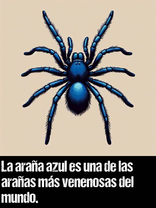 araa: La araa azul es una de las araas ms venenosas del mundo.