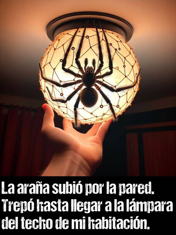 techo: La araa subi por la pared. Trep hasta llegar a la lmpara del techo de mi habitacin.