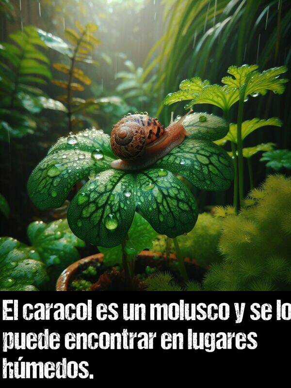 hmedos: El caracol es un molusco y se lo puede encontrar en lugares hmedos.