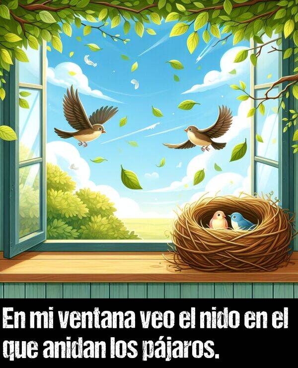 nido: En mi ventana veo el nido en el que anidan los pjaros.
