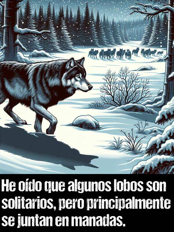 juntan: He odo que algunos lobos son solitarios, pero principalmente se juntan en manadas.