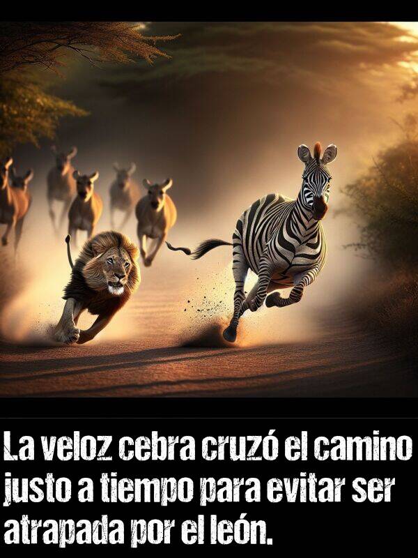 veloz: La veloz cebra cruz el camino justo a tiempo para evitar ser atrapada por el len.