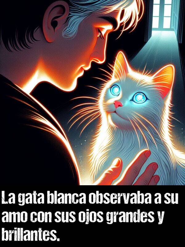 ojos: La gata blanca observaba a su amo con sus ojos grandes y brillantes.