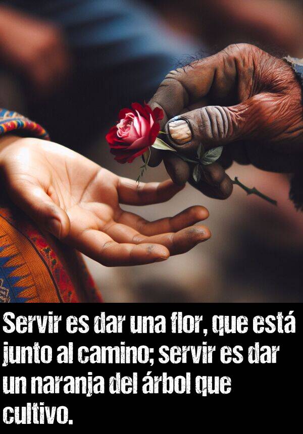 servir: Servir es dar una flor, que est junto al camino; servir es dar un naranja del rbol que cultivo.