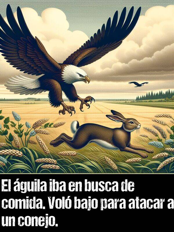 conejo: El guila iba en busca de comida. Vol bajo para atacar a un conejo.