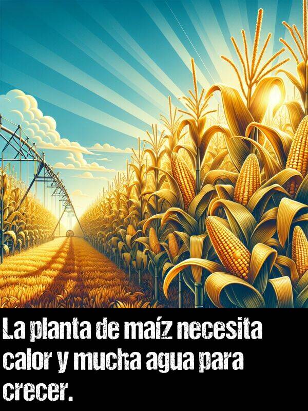 calor: La planta de maz necesita calor y mucha agua para crecer.