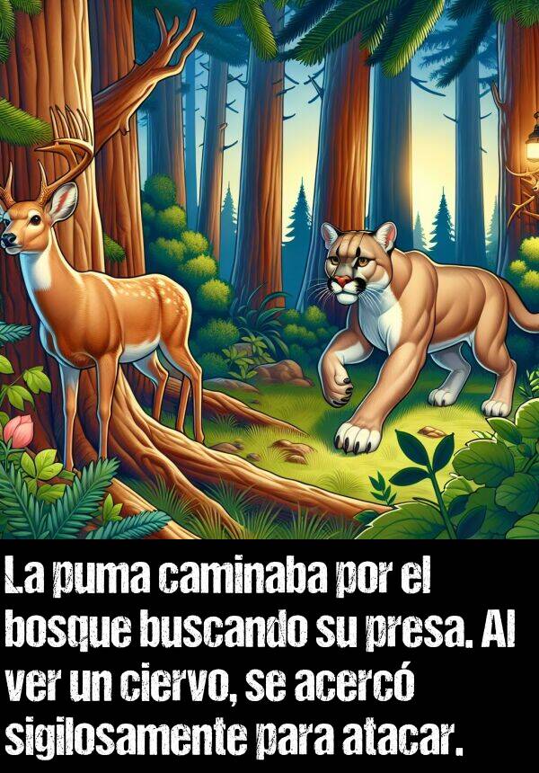 sigilosamente: La puma caminaba por el bosque buscando su presa. Al ver un ciervo, se acerc sigilosamente para atacar.