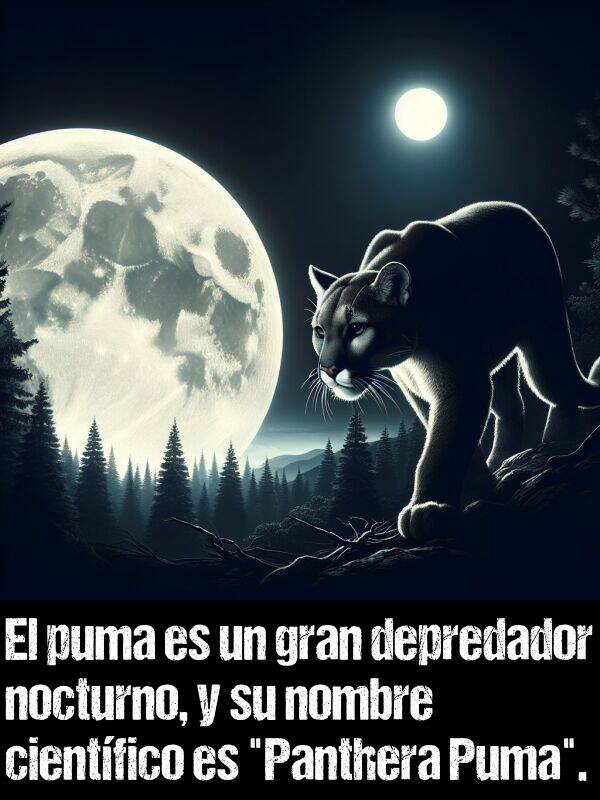 nocturno: El puma es un gran depredador nocturno, y su nombre cientfico es "Panthera Puma".