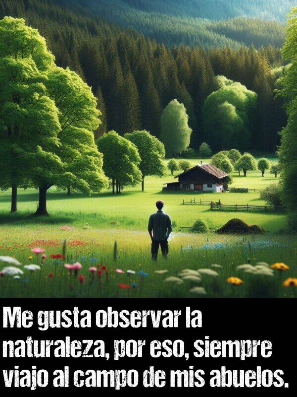 observar: Me gusta observar la naturaleza, por eso, siempre viajo al campo de mis abuelos.