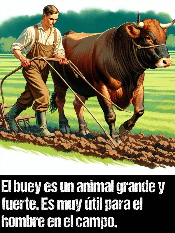 buey: El buey es un animal grande y fuerte. Es muy til para el hombre en el campo.