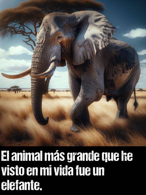 ms: El animal ms grande que he visto en mi vida fue un elefante.