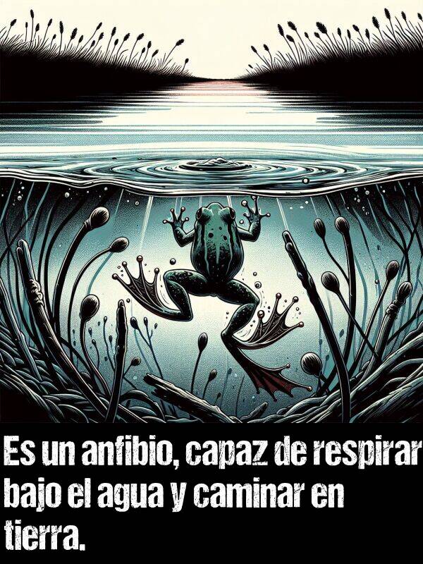 respirar: Es un anfibio, capaz de respirar bajo el agua y caminar en tierra.