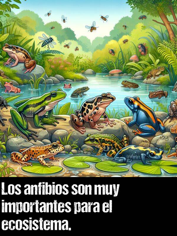son: Los anfibios son muy importantes para el ecosistema.