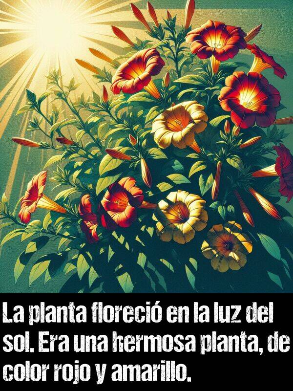 luz: La planta floreci en la luz del sol. Era una hermosa planta, de color rojo y amarillo.