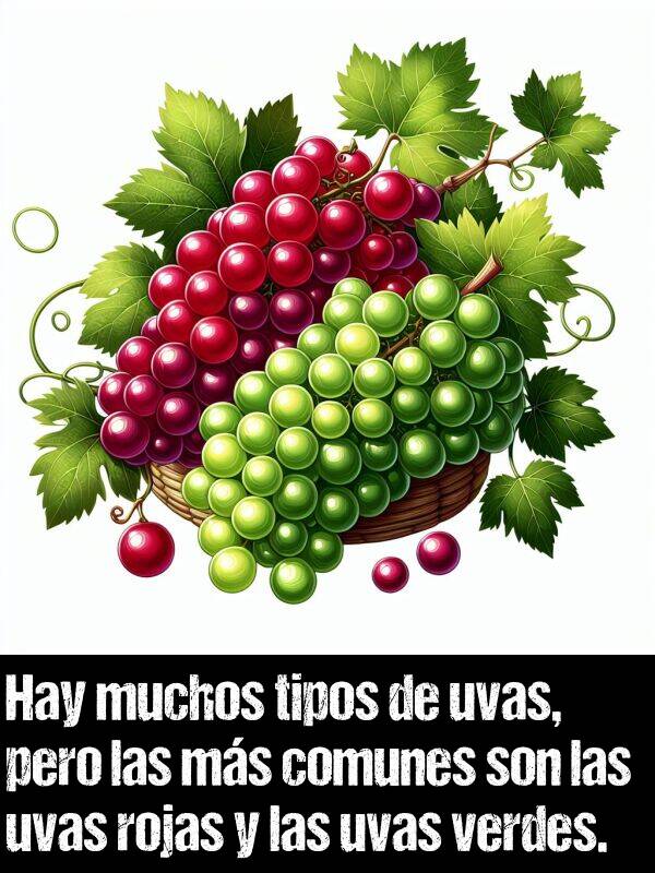 tipos: Hay muchos tipos de uvas, pero las ms comunes son las uvas rojas y las uvas verdes.