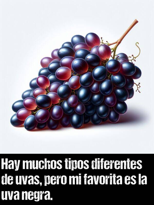 favorita: Hay muchos tipos diferentes de uvas, pero mi favorita es la uva negra.