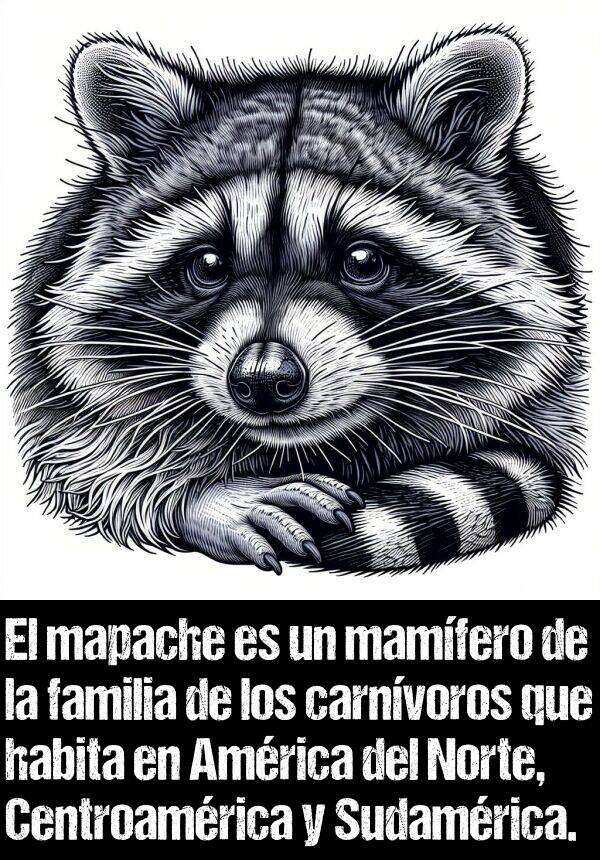mapache: El mapache es un mamfero de la familia de los carnvoros que habita en Amrica del Norte, Centroamrica y Sudamrica.