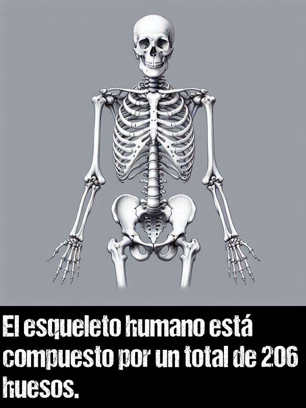 compuesto: El esqueleto humano est compuesto por un total de 206 huesos.