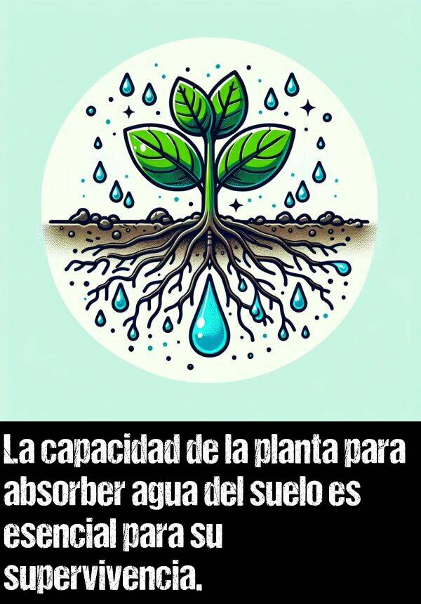 absorber: La capacidad de la planta para absorber agua del suelo es esencial para su supervivencia.