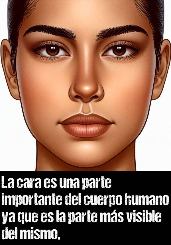 visible: La cara es una parte importante del cuerpo humano ya que es la parte ms visible del mismo.