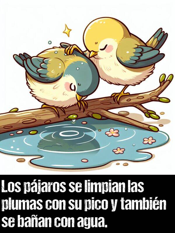 pico: Los pjaros se limpian las plumas con su pico y tambin se baan con agua.