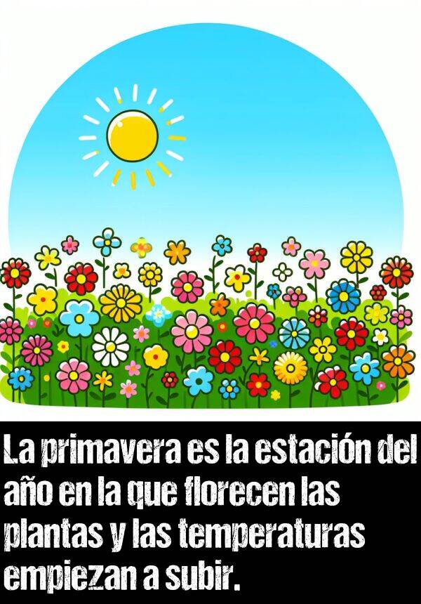 florecen: La primavera es la estacin del ao en la que florecen las plantas y las temperaturas empiezan a subir.