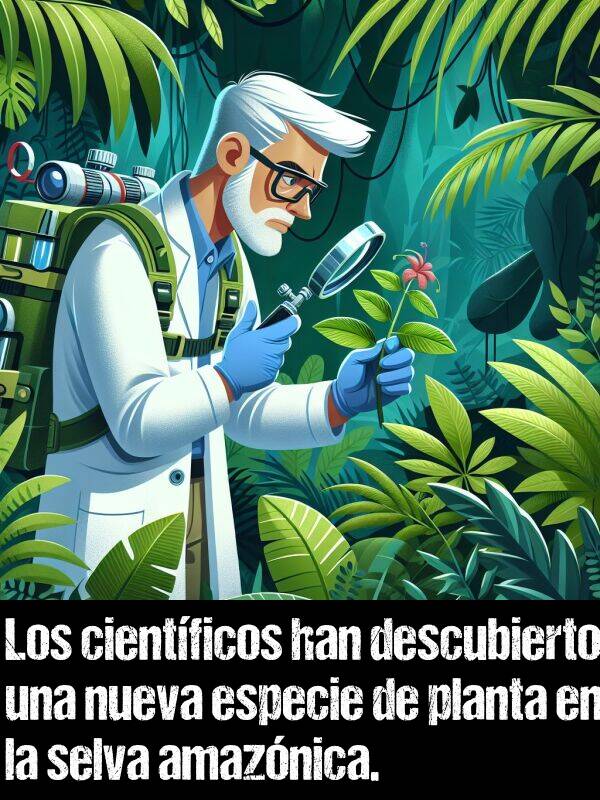 nueva: Los cientficos han descubierto una nueva especie de planta en la selva amaznica.