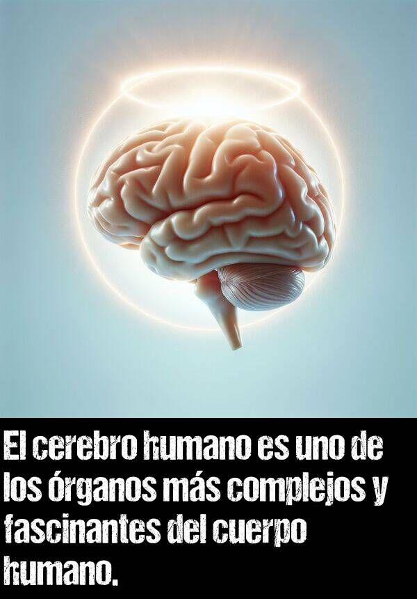 cerebro: El cerebro humano es uno de los rganos ms complejos y fascinantes del cuerpo humano.