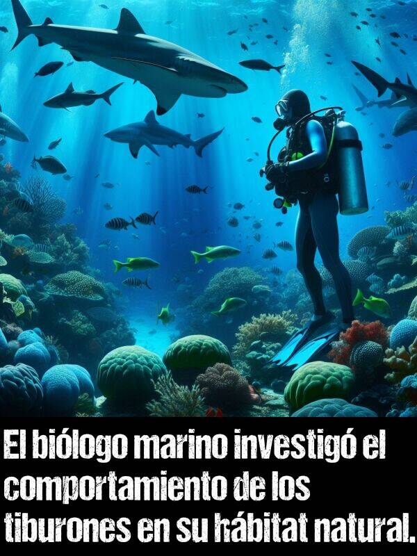 bilogo: El bilogo marino investig el comportamiento de los tiburones en su hbitat natural.