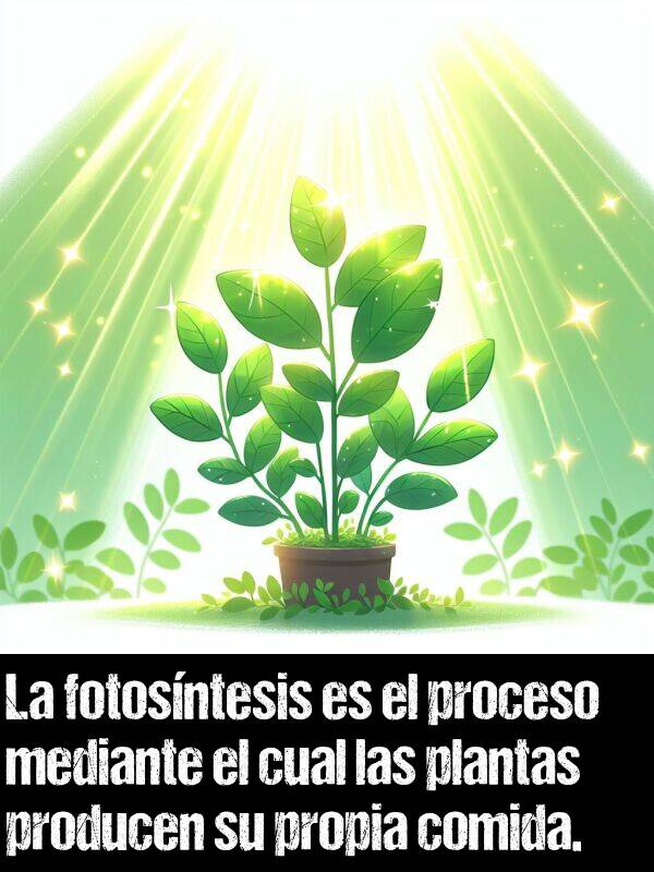 mediante: La fotosntesis es el proceso mediante el cual las plantas producen su propia comida.