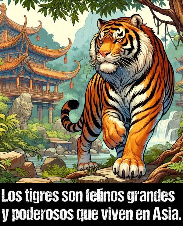 viven: Los tigres son felinos grandes y poderosos que viven en Asia.