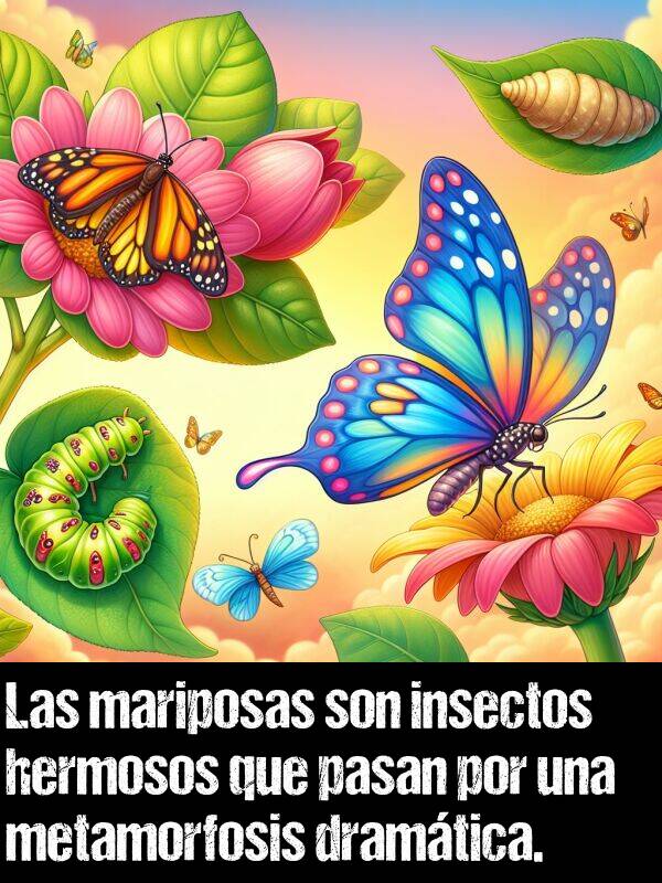 insectos: Las mariposas son insectos hermosos que pasan por una metamorfosis dramtica.