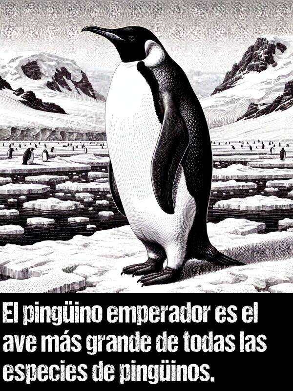 emperador: El pingino emperador es el ave ms grande de todas las especies de pinginos.