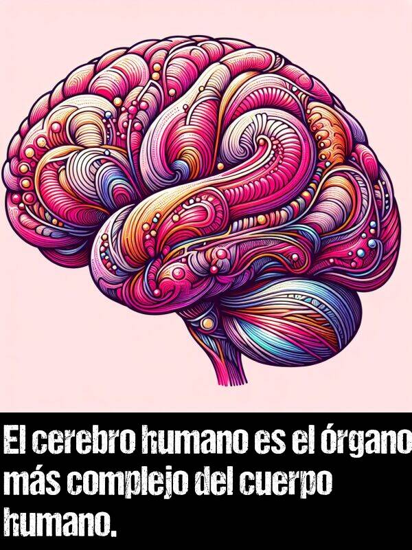 cuerpo: El cerebro humano es el rgano ms complejo del cuerpo humano.