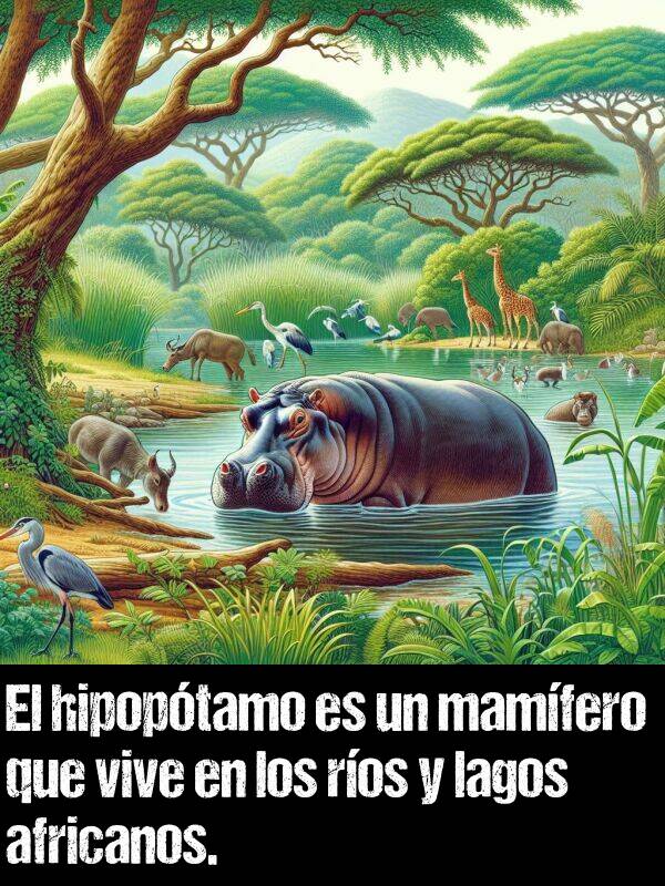 mamfero: El hipoptamo es un mamfero que vive en los ros y lagos africanos.