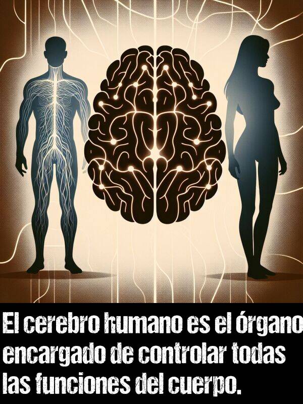 cerebro: El cerebro humano es el rgano encargado de controlar todas las funciones del cuerpo.