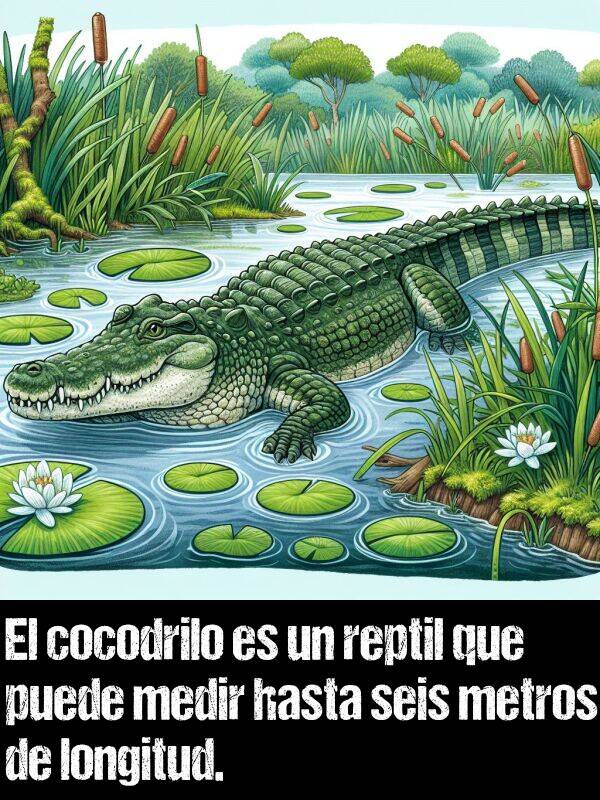 seis: El cocodrilo es un reptil que puede medir hasta seis metros de longitud.