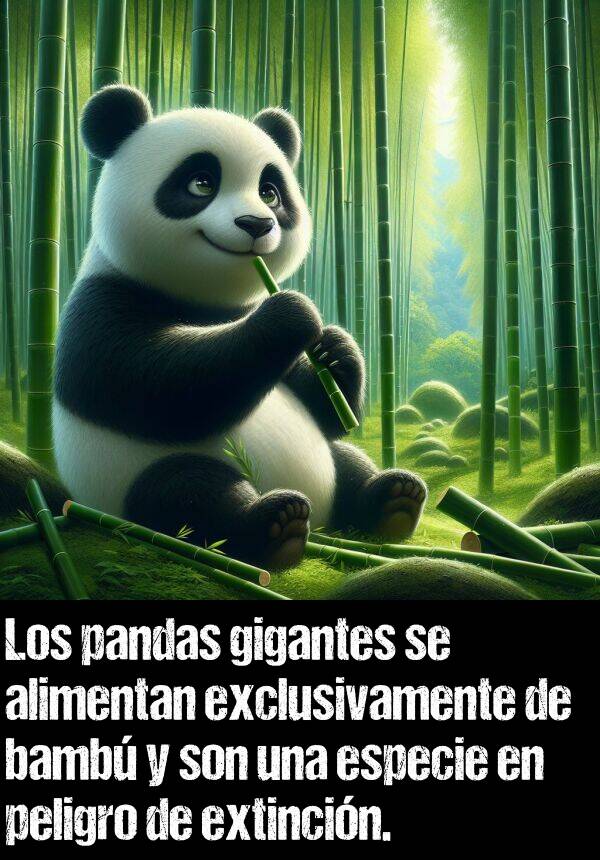 extincin: Los pandas gigantes se alimentan exclusivamente de bamb y son una especie en peligro de extincin.