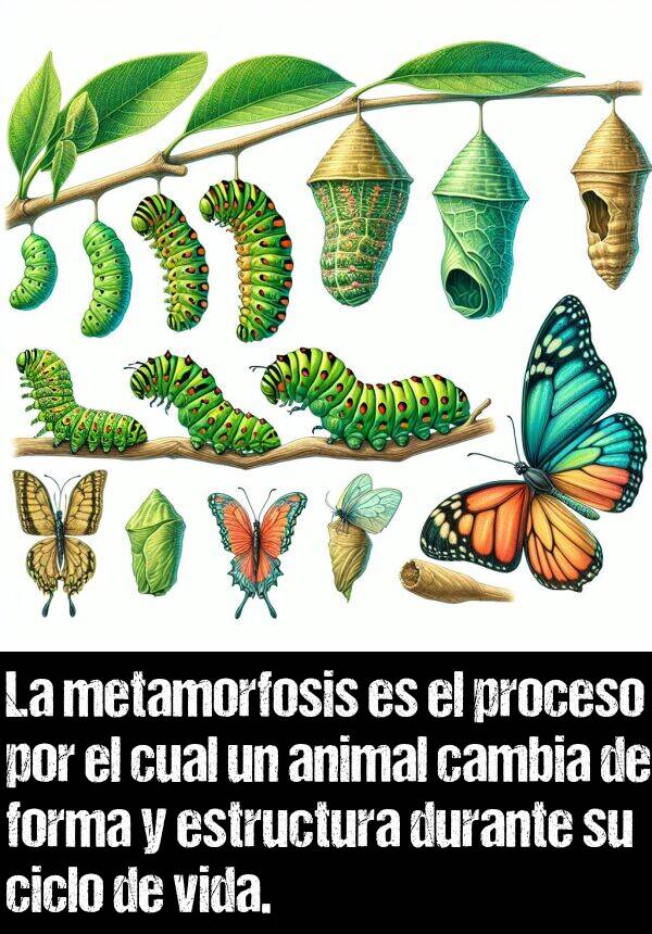 forma: La metamorfosis es el proceso por el cual un animal cambia de forma y estructura durante su ciclo de vida.
