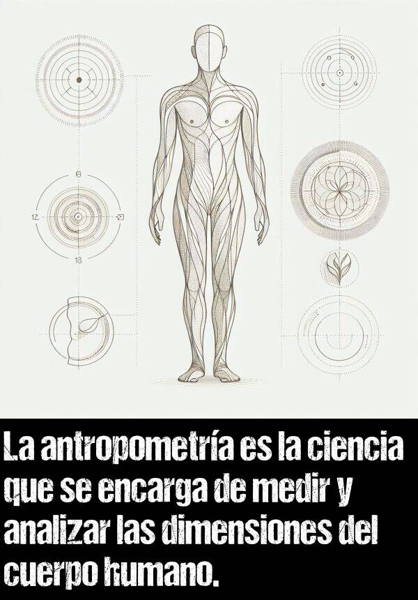 antropometra: La antropometra es la ciencia que se encarga de medir y analizar las dimensiones del cuerpo humano.