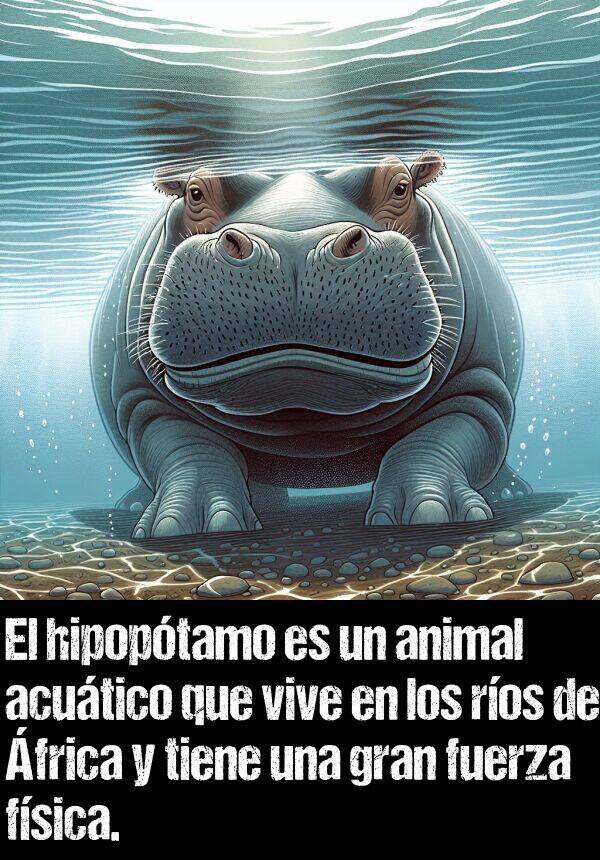 fuerza: El hipoptamo es un animal acutico que vive en los ros de frica y tiene una gran fuerza fsica.
