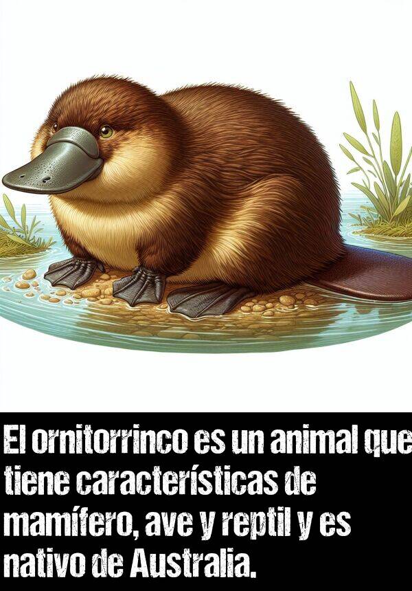 nativo: El ornitorrinco es un animal que tiene caractersticas de mamfero, ave y reptil y es nativo de Australia.