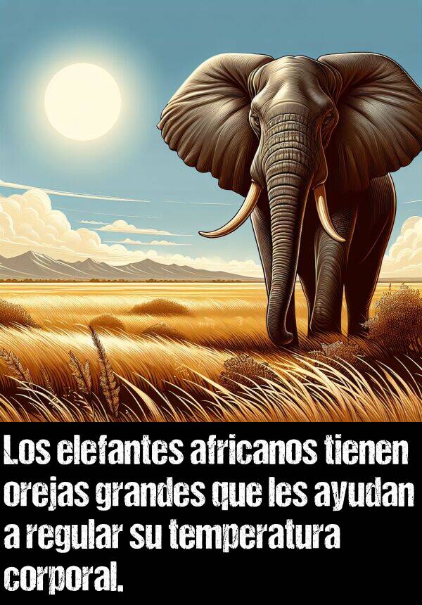 regular: Los elefantes africanos tienen orejas grandes que les ayudan a regular su temperatura corporal.