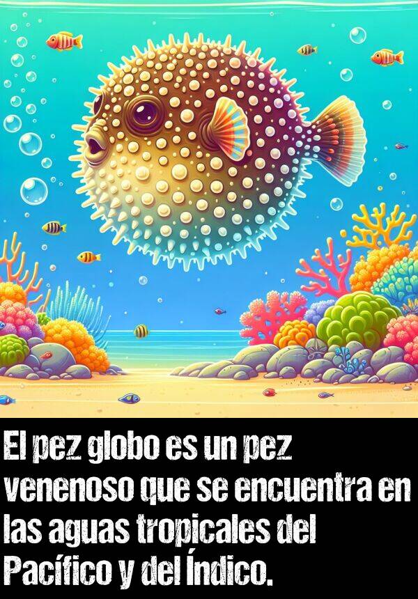 globo: El pez globo es un pez venenoso que se encuentra en las aguas tropicales del Pacfico y del ndico.