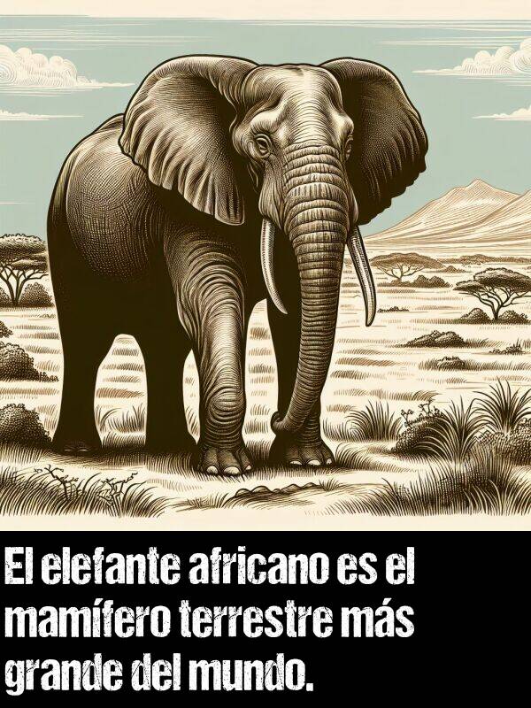 terrestre: El elefante africano es el mamfero terrestre ms grande del mundo.