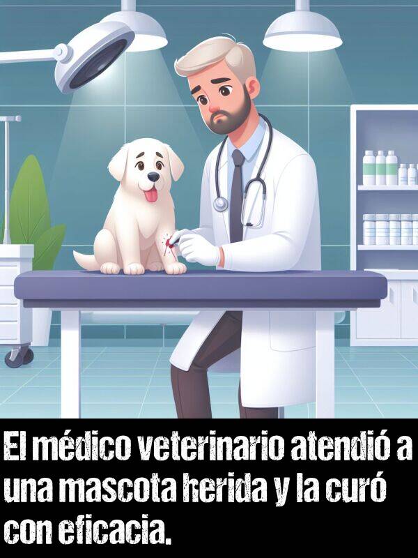 cur: El mdico veterinario atendi a una mascota herida y la cur con eficacia.